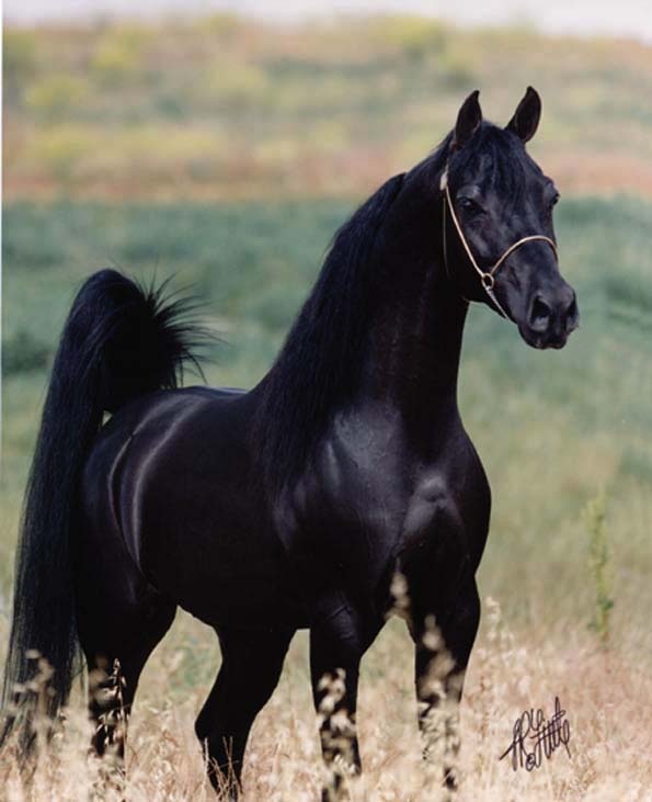 Photo:  black Arabian horse